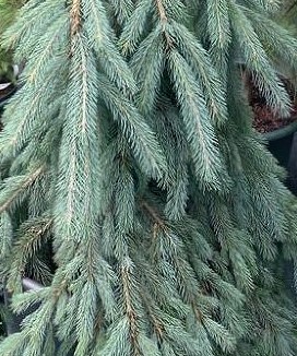 Ель канадская Пендула